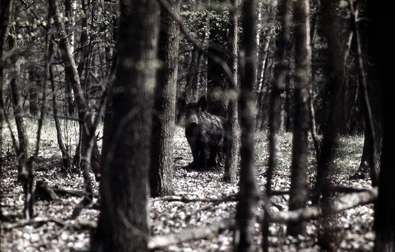 Jagdurlaub in Mecklenburg - Jagd Jagen Wald Wildtiere Mecklenburg